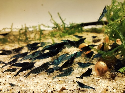 Crevettes blue velvet - crevettes,