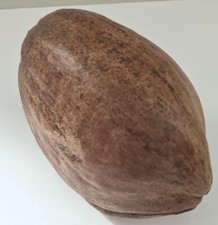 Grande noix de coco, cabosse