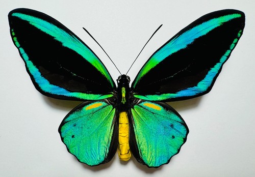 Amazing ornithoptera priamus - amazing,