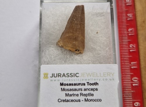 Dent mosasaure fossil - mosasaure,