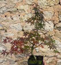 Pré Bonsai Érable Du Japon Tree 
