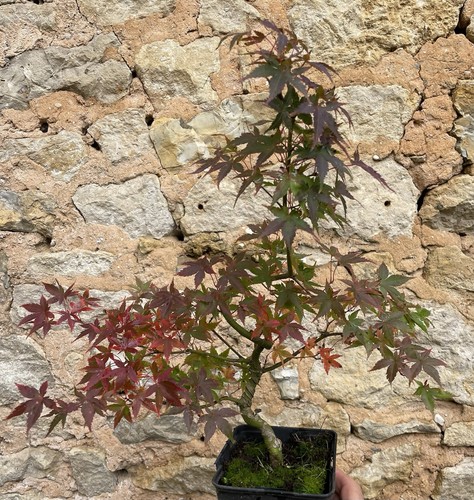 Pré bonsai érable japon - bonsai, du