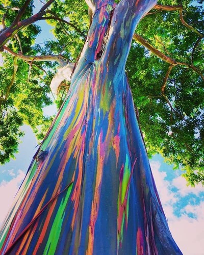 Graines eucalyptus arc en - arc,