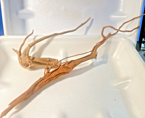 Racine araignée mangrove - araignée,