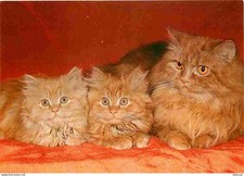 Animaux - Chats - Perser-rotgestromt - Chats persans - Chatons - Carte Neuve - C