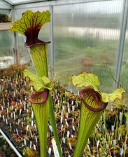 Sarracenia oreophila -- de Kalb co.al,w X moorei "Wilkerson White Knight"