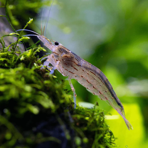 Lot crevettes amano - 5,