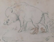 SANGLIER DESSIN MINE DE PLOMB