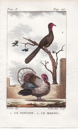 Marailguan dinde meleagris - marailguan,