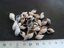 Lot de  Gastéropodes sub