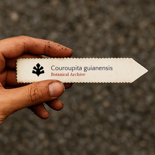 Couroupita guianensis SEEDS -