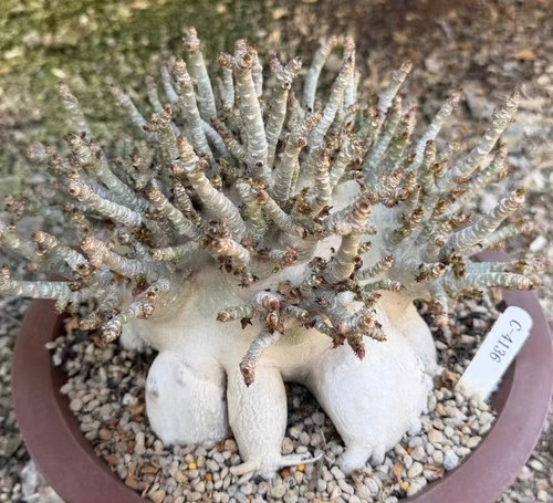 Rare plant cacti - cacti, adenium