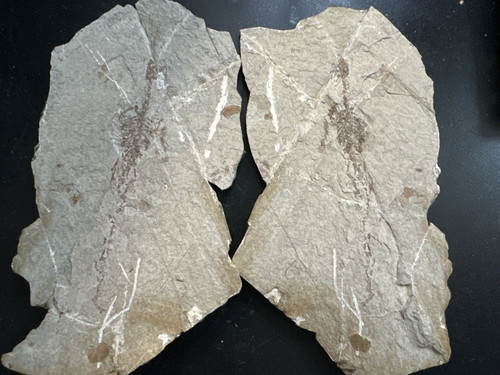 Reptile fossile hyphalosaure - reptile,