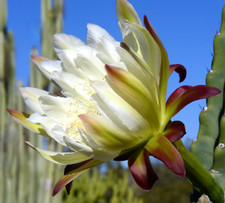 Cereus peruvianus SEEDS -