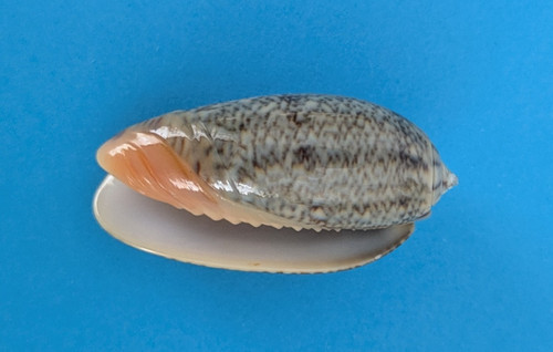 Oliva reticulata - , (viduoliva)