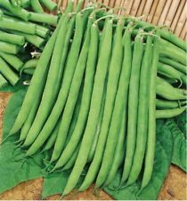 Lot De 40 Graines De Haricot