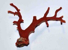 CORAIL ROUGE DE MEDITERRANEE - 1 BRANCHE  77/78 mm - 8 grammes