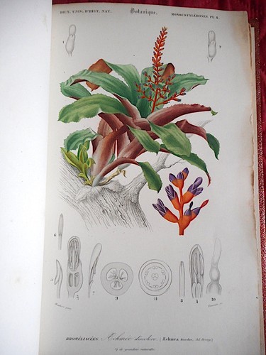 Botanique orbigny lot - botanique, d'orbigny