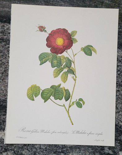 Rosa gallica maheka flore - rosa,