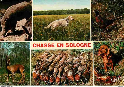 Carte postale animaux - postale,