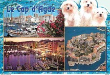 Animaux - Chiens - Bichon Maltais - Le Cap d'Agde - Multivues - Bateaux - CPM -