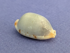 Cypraea Diauges Salaryensis 23 mm Gem Madagascar " Beau spécimen sans tache "