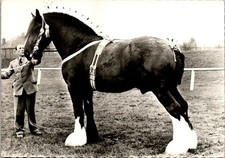 CHEVAL ETALON SHIRE  CPSM