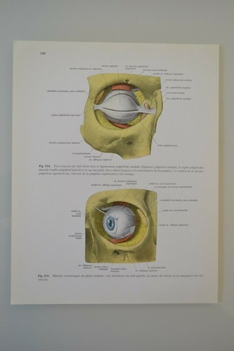 Planche anatomie humaine - d'anatomie,