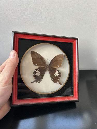 Cadre papillon naturalisé - papillon,