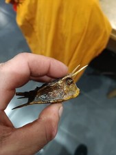 Cabinet de Curiosités poisson