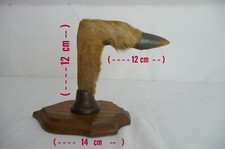 PATERE   patte chevreuil /