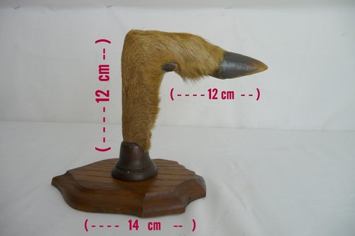 Patere patte chevreuil - patere, /