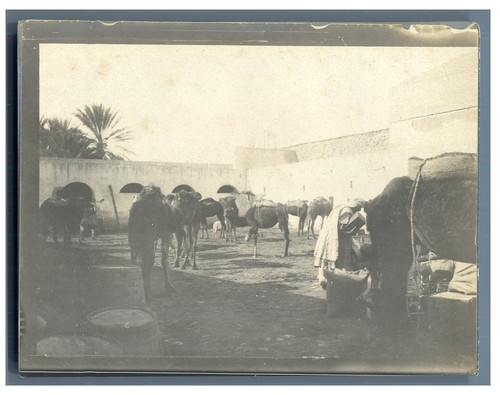 Algérie biskra - biskra, (بسكرة)