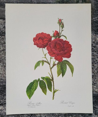 Rosa gallica gallic rose - gallic,