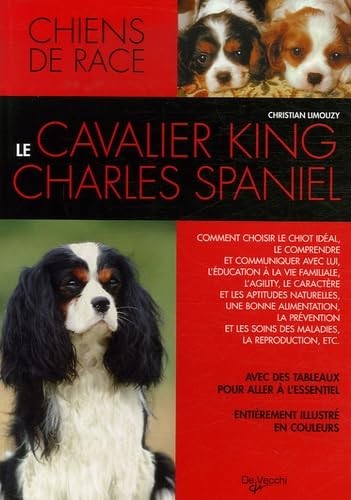 Cavalier king charles - cavalier,