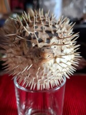 Diodon (poisson lune) diamètre 30 cm