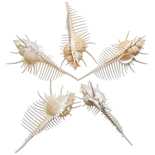 Coquillage murex triremis - ,