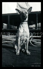 Photo, WW2, Kriegsmarine, NL