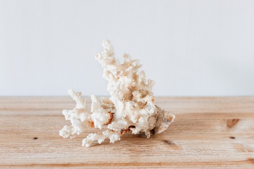 Branche corail blanc - de,