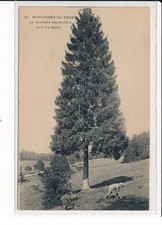Montagnes du Doubs, La Cueillette des Morilles sous les Sapins - très bon