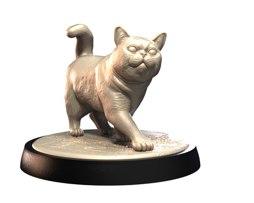 British shorthair pose - shorthair,
