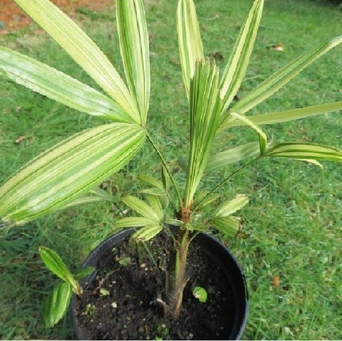 Rhapis excelsa variegated palm - rhapis,