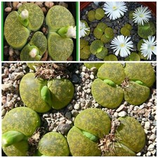 10 graines de Lithops lesliei