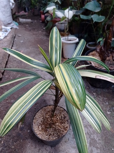 Palm rhapis humilis lady - rhapis,
