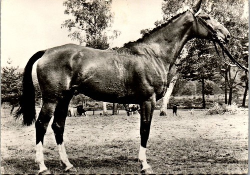 Cheval anglo arabe cpsm - cheval,
