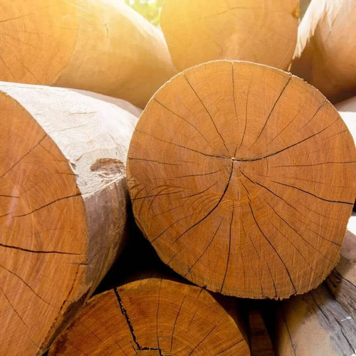 Superior teak tree seedss - tree,