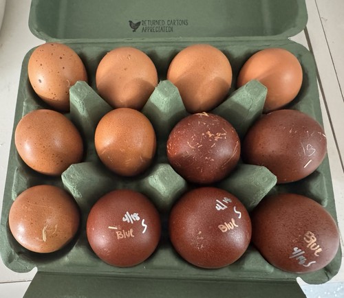 Marans hatching eggs - hatching,