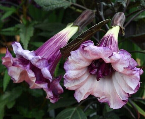 Graines datura violet - 10,