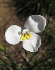 5 graines d' IRIS BLANC DE TASMANIE(Diplarrena Moraea)G982 BUTTERFLY FLAG SEEDS