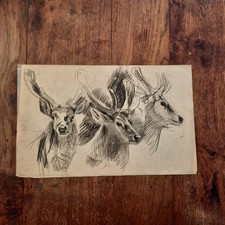 Dessin Ancien Animalier Fond
